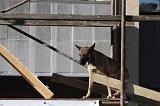 CHIEN D'INTERVENTION 066